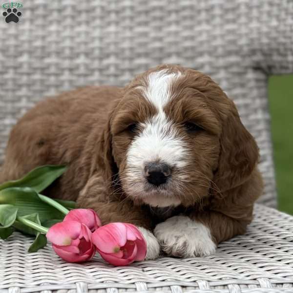 Chloe, Goldendoodle Puppy